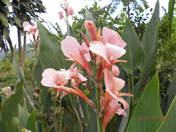 Spotting Image 1
