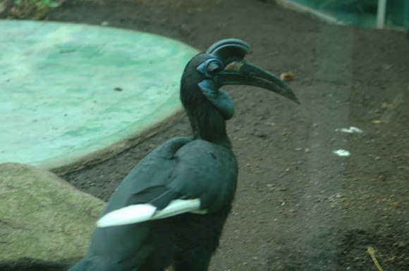 Spotting Image 1