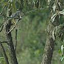 Straited heron
