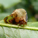 Treehopper