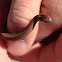 Unidentified Storeria species