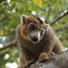 LEMUR