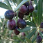 Olivo. Olive tree