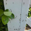 Termites