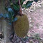 Jackfruit