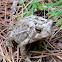 American Toad