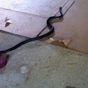 Eastern rat snake