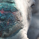 White Rhinoceros