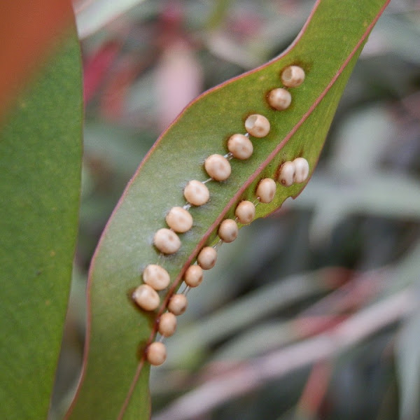 emperor gum moth caterpillar Project Noah