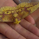 Imperial Moth