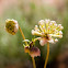 Sweet Sand-verbena