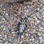 Cottonwood borer