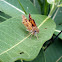 Long Dash Skipper