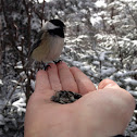 Black Capped Chickadee