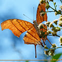 Ruddy Daggerwing