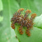Hag moth caterpillar