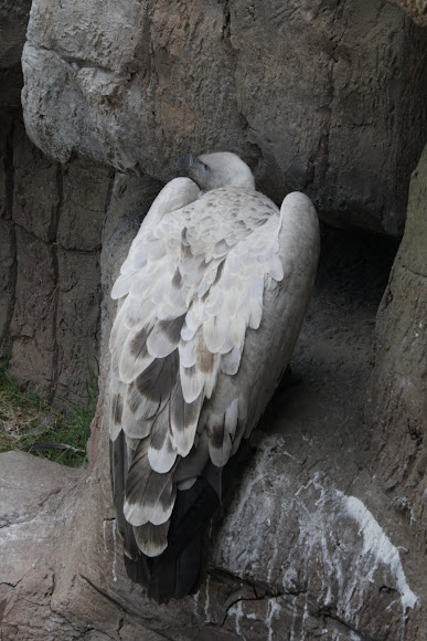 Spotting Image 1