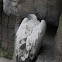 Vulture