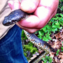 Northern water snake