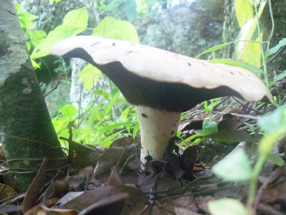 Spotting Image 1