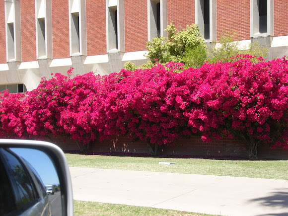 Spotting Image 1