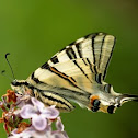 Scarce Swallowtail