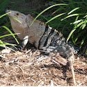 Ctenosaura - Iguana Negra - Mexican Spiny Tailed Iguana