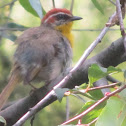 Rufous-capped Warbler