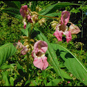 Himalayan Balsam