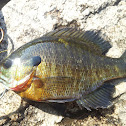 Bluegill