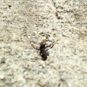 Ant