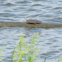 Eastern Spiny Softshell Turtle