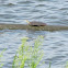 Eastern Spiny Softshell Turtle