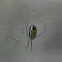 orchard orbweaver