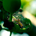 Caterpillar