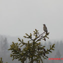 The Song Thrush