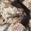 Fence Lizard