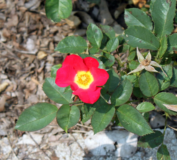 Spotting Image 1