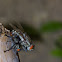 Flesh fly