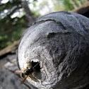 bee hive