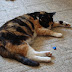 DSC00234.JPG