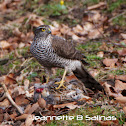 Eurasian Sparrowhawk