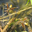Paper wasp