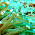 Pederson Cleaner Shrimp