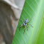 jumping spider