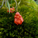 orchid
