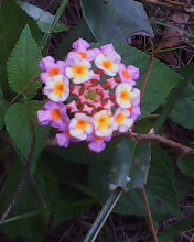 Spotting Image 1