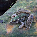 Southern leopard frog