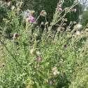 Thistle