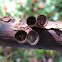 Bird's Nest Fungus